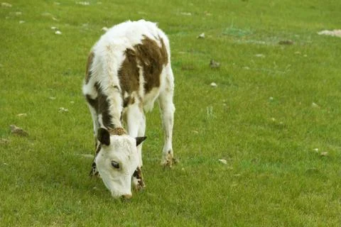 Grazing calf Stock-Fotos