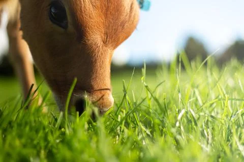 Grazing Calf Stock Photos
