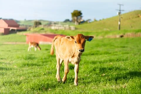 Grazing Calf Stock Photos