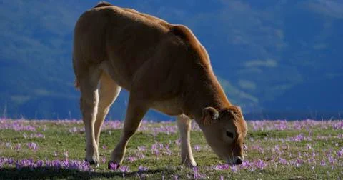 Grazing calf Stock Photos