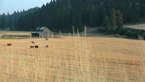Grazing Cattle and Barn 4K UHD Video stock 148762955