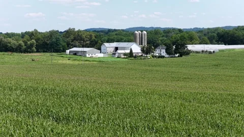 Grazing cattle dot cornfield pasture beside twin grain silos and white barns on Stock Footage 345266662