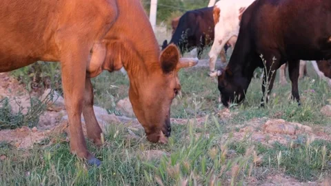 Grazing cattle on farm Stock Footage 219288427
