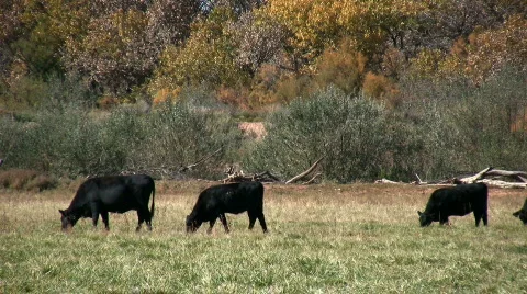 Grazing Cattle Stock Footage 77429