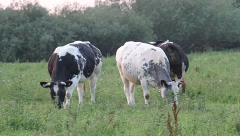 Grazing cattle Stock Footage 8521315