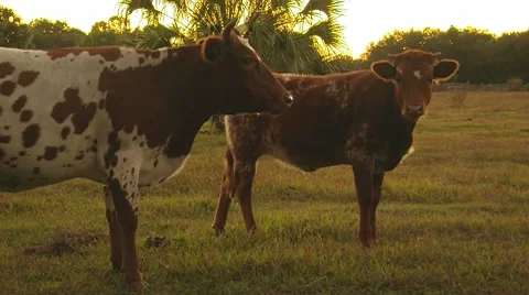 Grazing Cattle Stock Footage 8535525