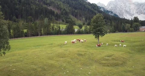 Grazing cattle on a green meadow Stock Footage