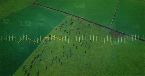 Grazing cattle herd casting long shadows across center field from drone, ston Foto stock