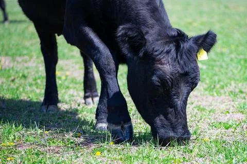 Grazing cattle move through pasture field. Grazing herd fills green meadow ba Stock Photos