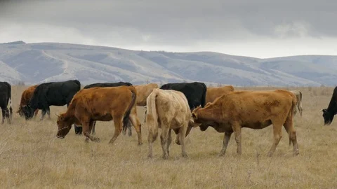 Grazing cattle on pastures Stock Footage 100761451