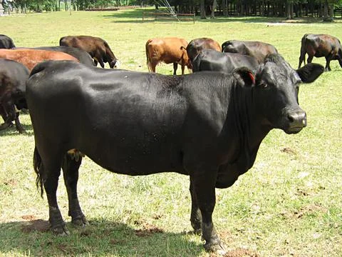 Grazing Cattle Stock-Fotos