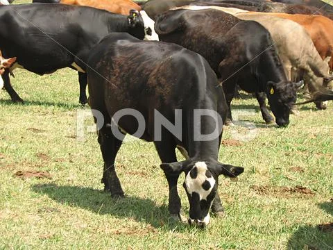 Grazing Cattle Stock Photos