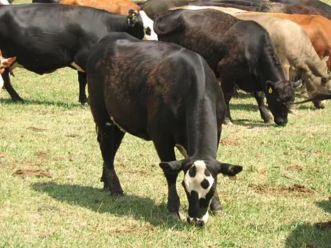 Grazing Cattle Stock Photos