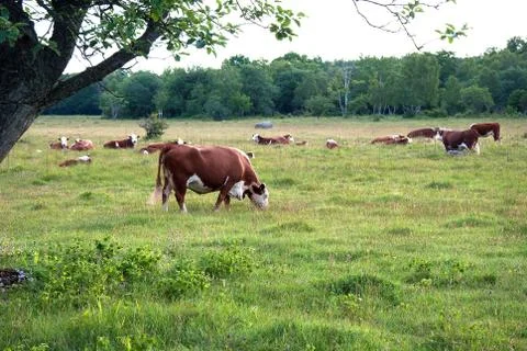 Grazing cattle Stock Photos