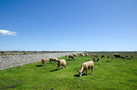 Grazing cattle Stock Photos