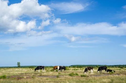 Grazing cattle Stock Photos