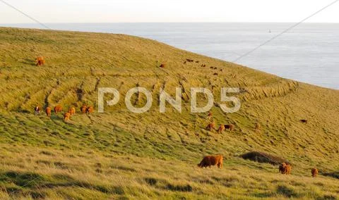 Grazing Cattle Stock Photos