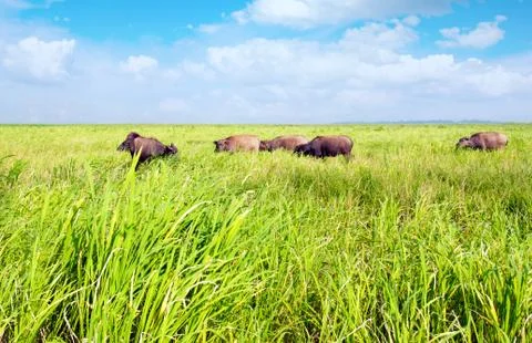 Grazing Cattle Stock Photos