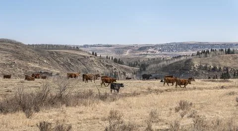 Grazing Cattle Stock Photos