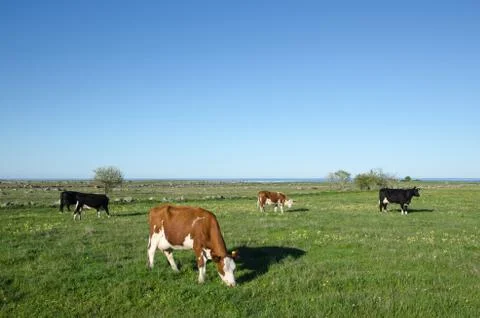 Grazing cattle at spring Stock Photos