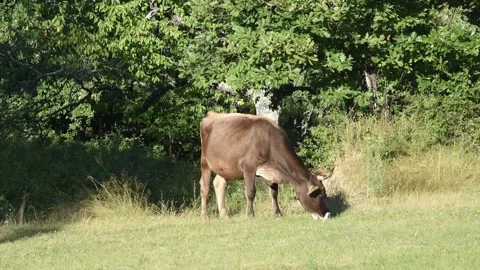 Grazing Cattle in Summer Countryside Vidéo 345443284