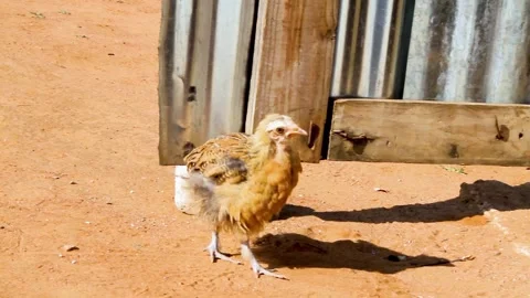 Grazing chick 動画素材 196206571