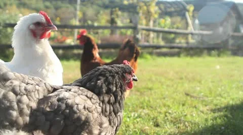 Grazing Chickens Видео 12379701