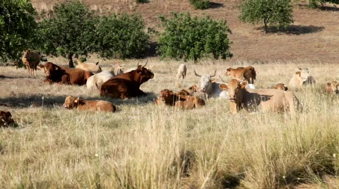 Grazing clows Vidéo 771812