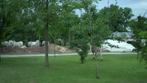Grazing cow behind pear tree Video stock 232766927