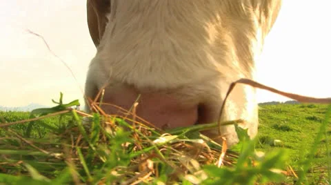 Grazing Cow Closeup Видео 24644117
