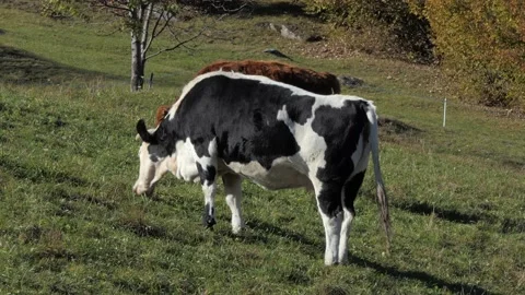 Grazing cow eats grass Video stock 165270801
