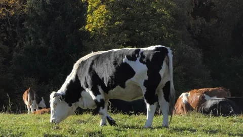 Grazing cow eats mountain grass Stock Footage 165270875
