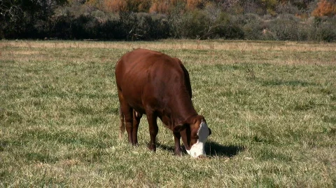 Grazing Cow Stock Footage 77443