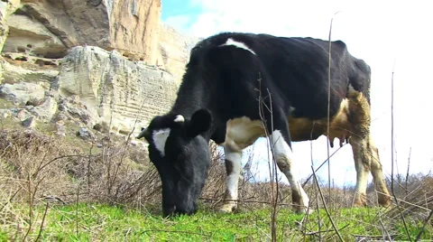 Grazing Cow Stockbeeldmateriaal 995460