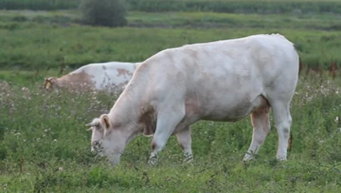 Grazing cow Stock Footage 8521321