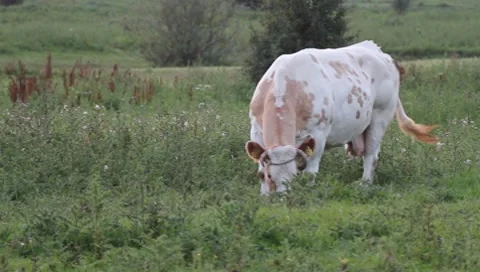 Grazing cow Stock Footage 8521323