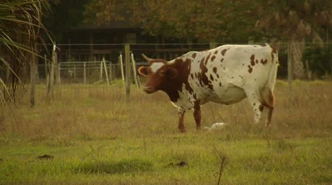 Grazing Cow Video stock 8535372