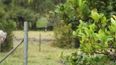 Grazing Cow Stock Footage 51456164
