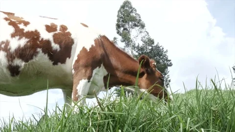 Grazing Cow Stock Footage 80966417