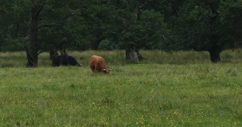 Grazing Cow Stock Footage 101341945