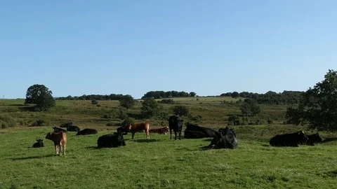 Grazing Cow Stock Footage 101354143