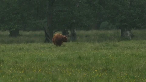 Grazing Cow Video stock 101354698