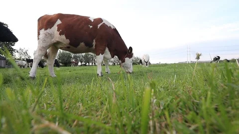 Grazing cow Stock Footage 108123547