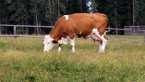 Grazing cow Stock Footage 115123762