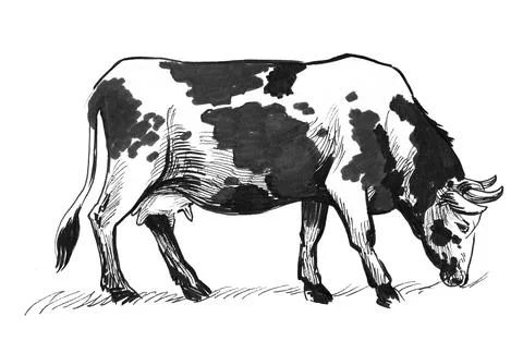Grazing cow Stock Illustration