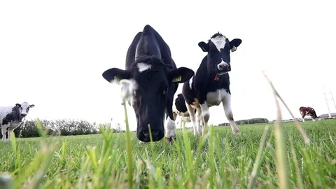Grazing cow low angle HD footage Stock Footage 111590815