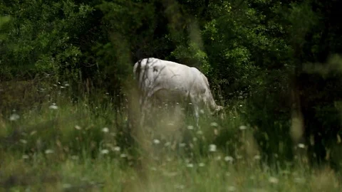 Grazing cow on a meadow Stock Footage 110689260