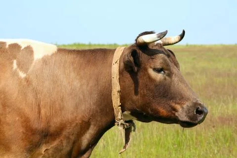 Grazing cow at the meadow Stock Photos