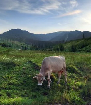 Grazing cow 스톡 사진