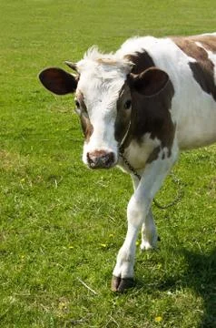 Grazing cow Stock Photos